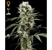 Semillas Super Lemon Haze